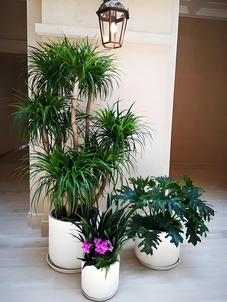 宁波绿化养护哪家好