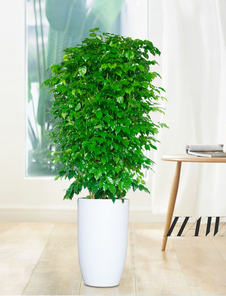 体验奉化植物租摆设计，感受别样生机之美