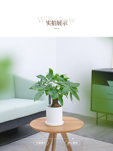 北仑花卉租摆公司><div class=