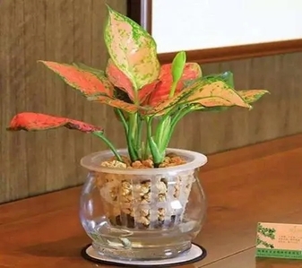 前湾绿植租摆公司