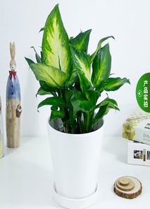 鄞州盆景租赁专业