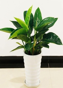 宁波杭州湾花卉出租哪家好